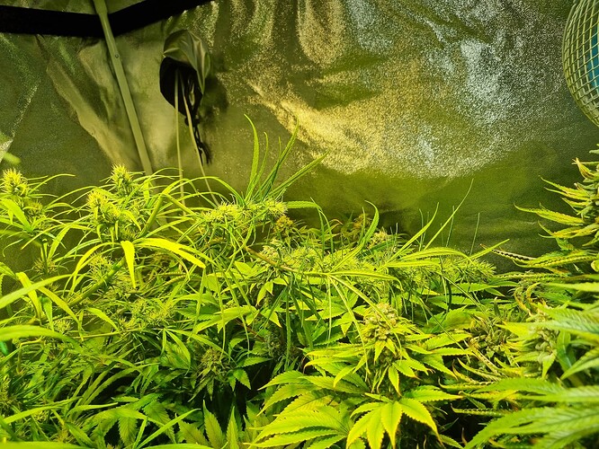 Mehrere Cannabis-Pflanzen in der Wachstumsphase, die in einer Growbox unter künstlichem Licht wachsen. Die Pflanzen zeigen deutliche Anzeichen von Blütenbildung.