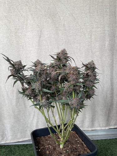 Growreport Bild 10