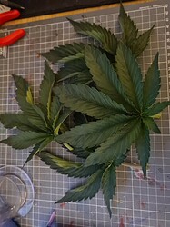 Growreport Bild 11