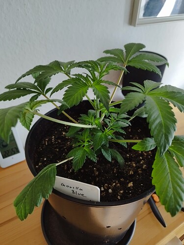 Growreport Bild 12