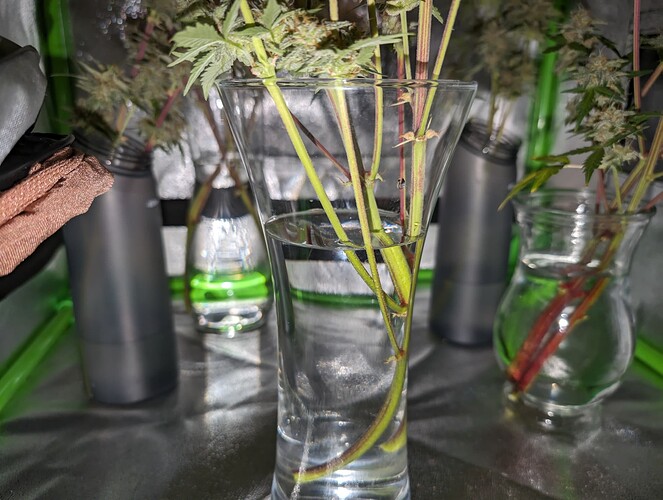 Growreport Bild 5