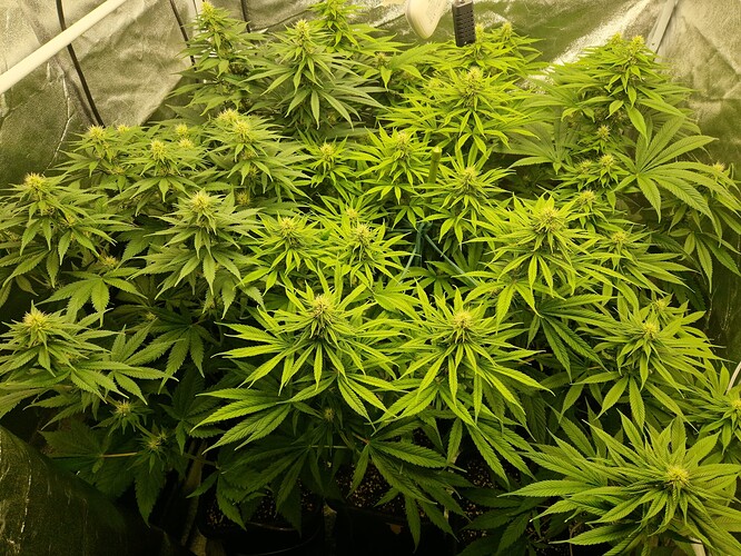 Growreport Bild 4