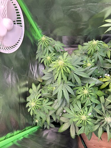 Growreport Bild 3