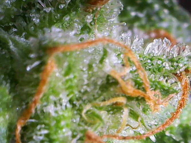Growreport Bild 14