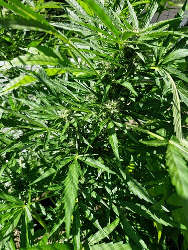 Growreport Bild 4