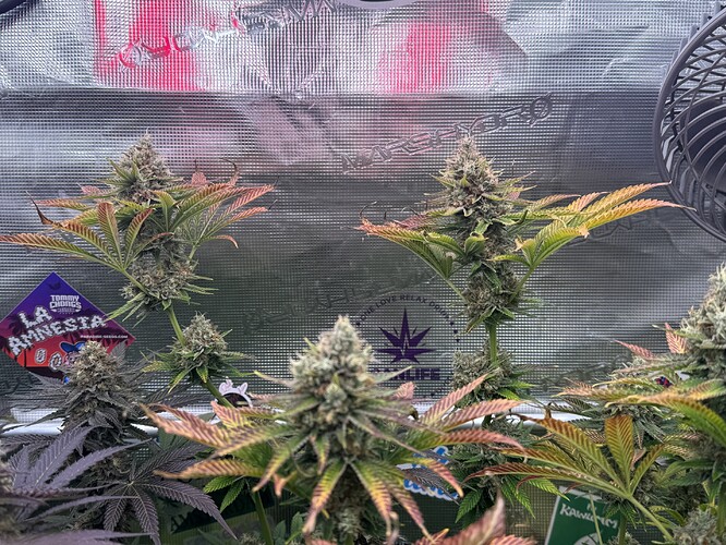 Growreport Bild 56