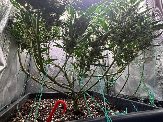 Growreport Bild 6