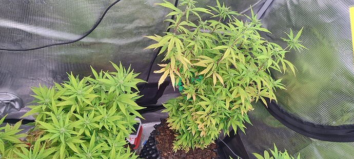 IMG_20251116_221120200_HDR