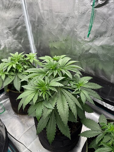 Growreport Bild 4