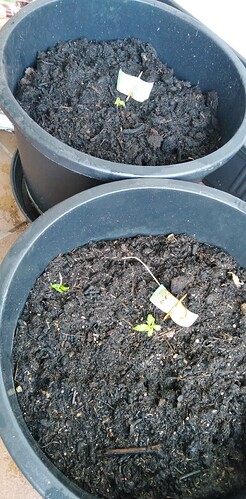 17444700662281804075986894272506