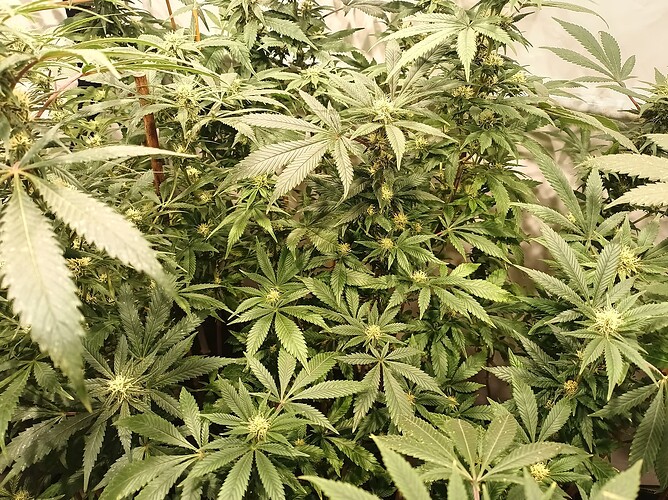 Growreport Bild 44