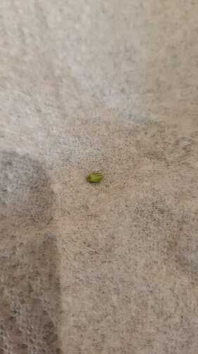 Ein einzelner Pollensack einer Oreoz Cannabispflanze auf einem hellen Untergrund.