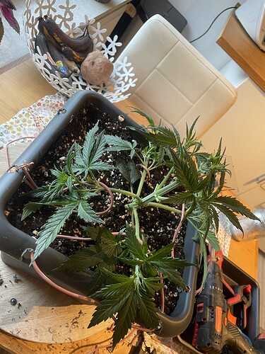 Growreport Bild 4