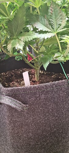 Growreport Bild 29
