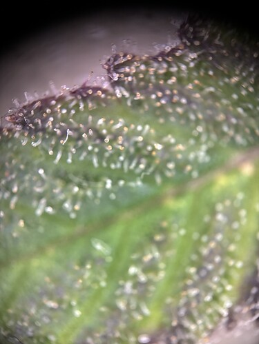 Growreport Bild 8