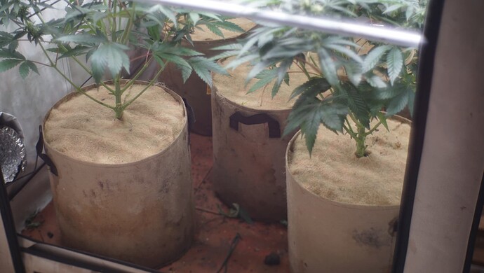 Growreport Bild 1