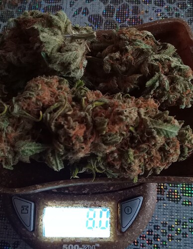 Growreport Bild 42