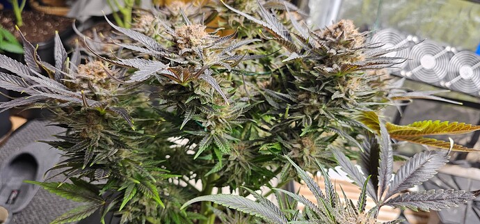 Growreport Bild 6