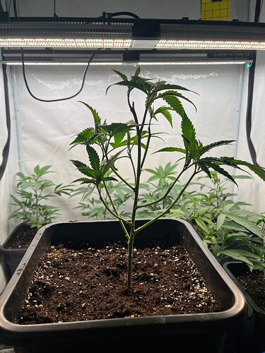 Growreport Bild 3