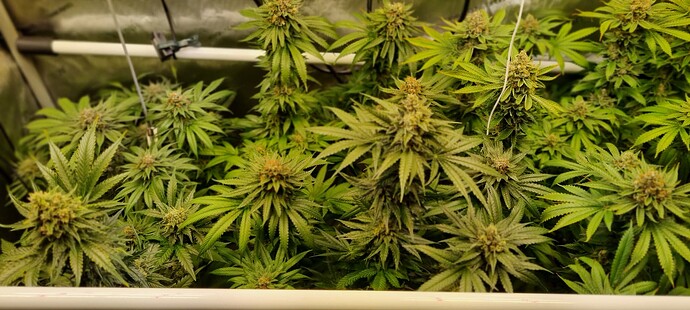 Growreport Bild 3