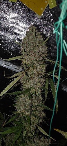 Growreport Bild 24
