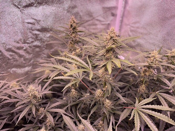 Growreport Bild 7
