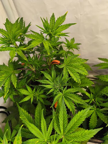 Growreport Bild 5
