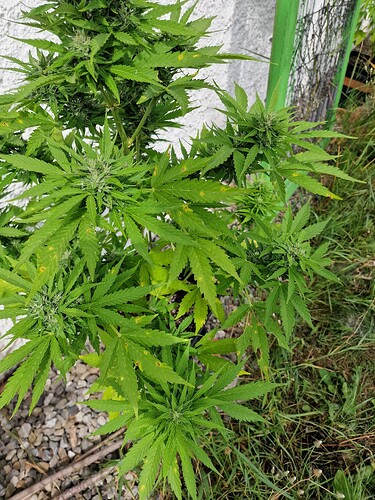 Growreport Bild 52