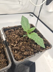 Growreport Bild 2