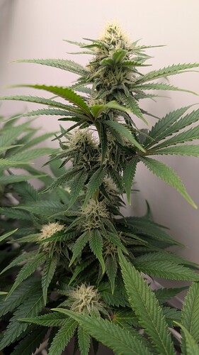 Growreport Bild 4