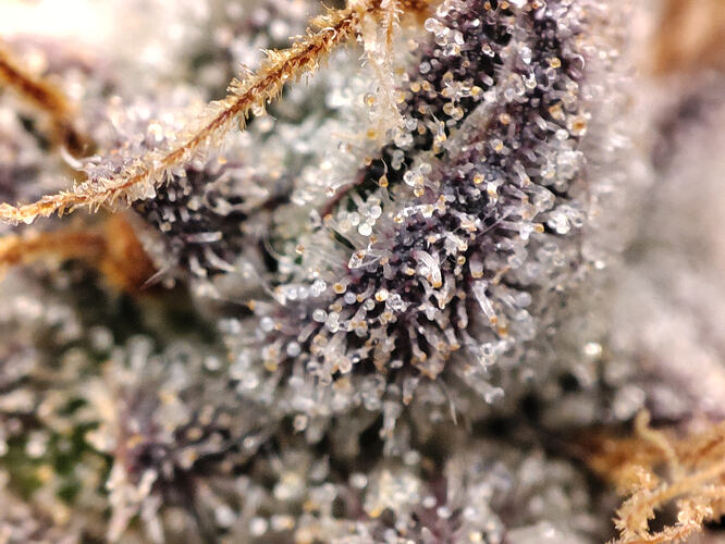 Growreport Bild 39