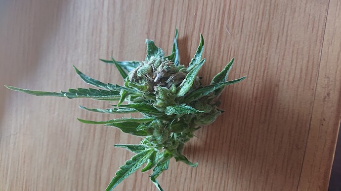 Growreport Bild 13