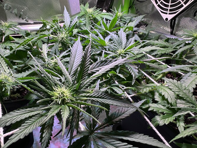 Growreport Bild 3