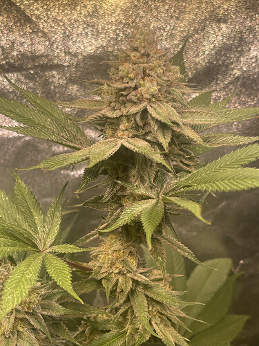 Growreport Bild 3