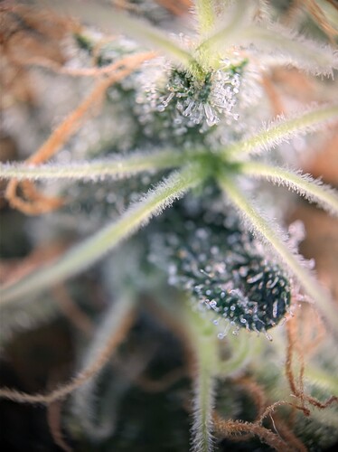 AGC_20240808_193104489.jpg_compressed