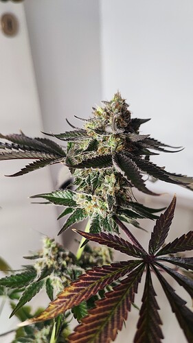 Growreport Bild 3