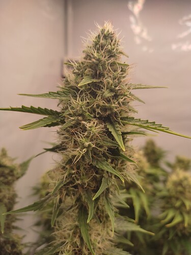 Growreport Bild 6
