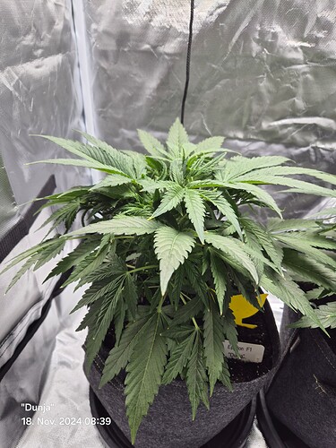 Growreport Bild 2