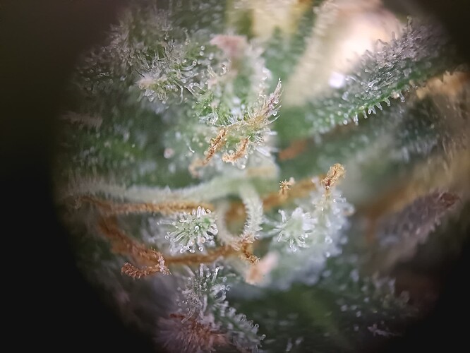 Growreport Bild 30