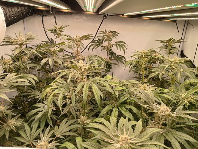 Growreport Bild 1