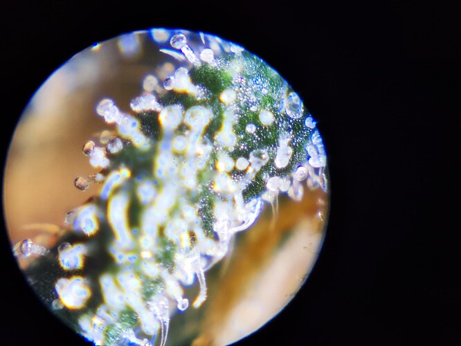 Growreport Bild 25