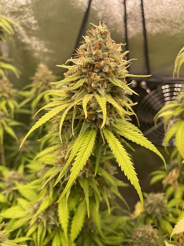 Growreport Bild 11