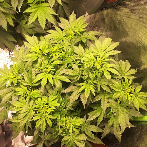 Eine junge Cannabis-Pflanze in der Wachstumsphase, die dichtes, grünes Blattwerk aufweist und von oben fotografiert wurde.
