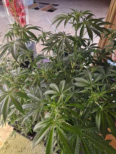 WhatsApp Bild 2024-05-19 um 11.03.40_0c07ca5e