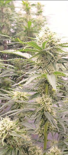 Growreport Bild 8