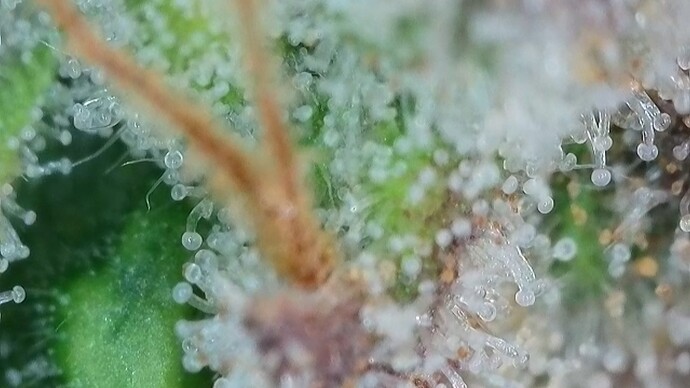 Growreport Bild 36