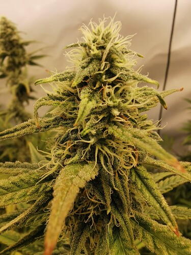 Growreport Bild 10