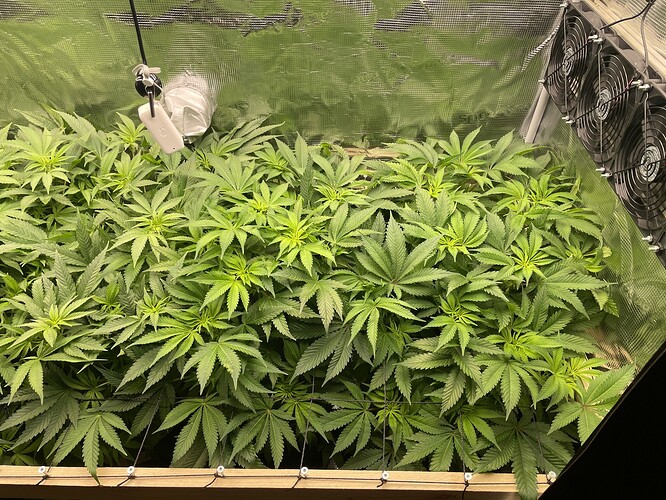 Eine Gruppe von Cannabispflanzen im Wuchsstadium in einem Growzelt, beleuchtet von einer Lampe und belüftet von Ventilatoren.
