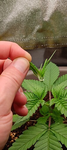 Growreport Bild 6