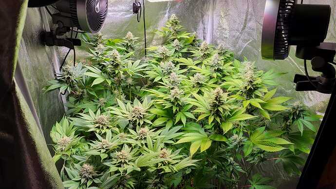 Zwei Cannabispflanzen in der Blütephase in einem Growzelt mit zwei Ventilatoren.